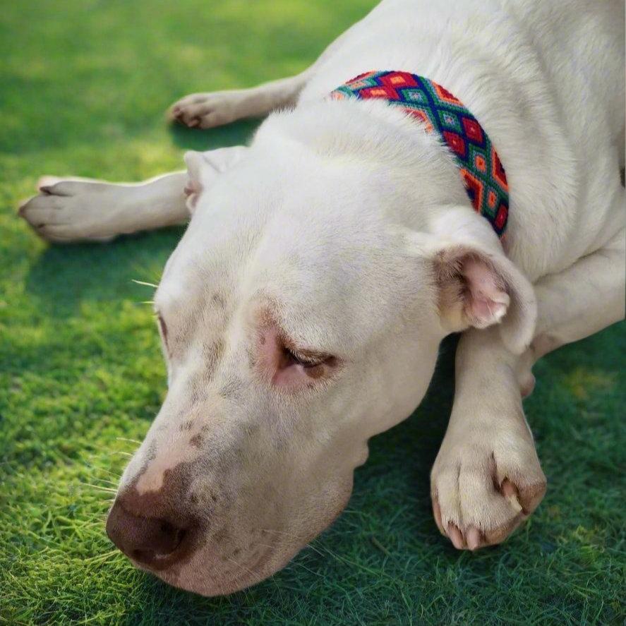 (Peekarte)DOG COLLAR - HANDWOVEN
